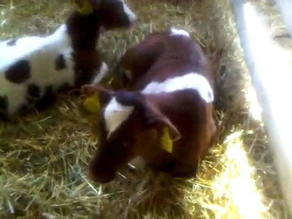 HAZER EMLAK TEL: 0546 851 6657   SATILIK SİMENTAL BUZAĞI FİYATLARI