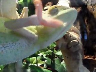 GRUMPY GUYS - CHAMELEONS I