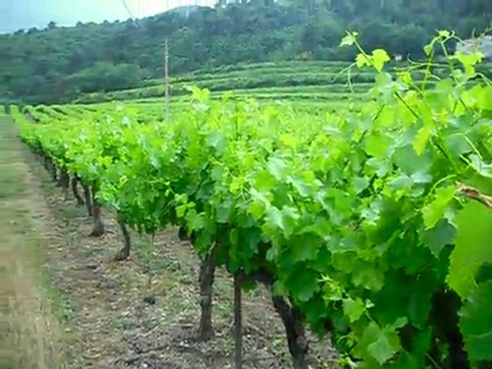 vignes Le Crestet