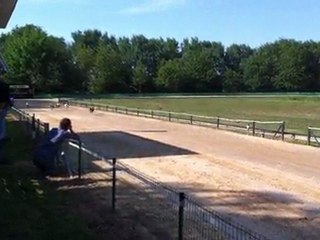 Finale femelles whippets Munster 2011