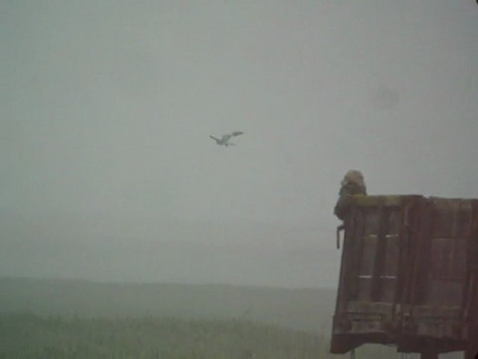 Busard cendré 5/06/2011