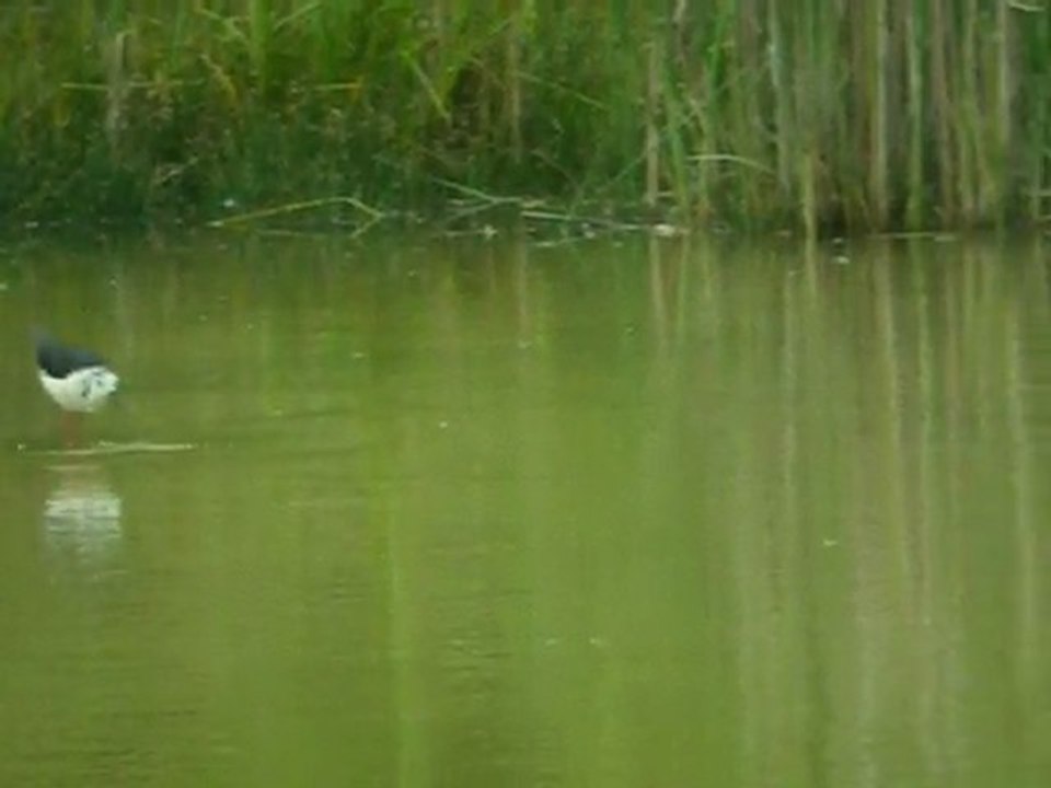 Echasses blanches 6/06/2011