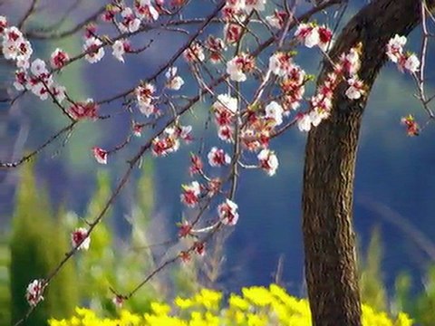 Normandie, le pays de Caux