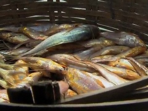 Restauration de la mangrove Sundarbans (Inde)