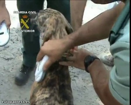 El Seprona rescata 24 galgos