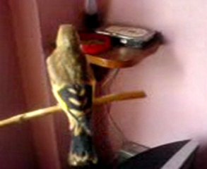 jeune chardonneret algerie by f.raouf