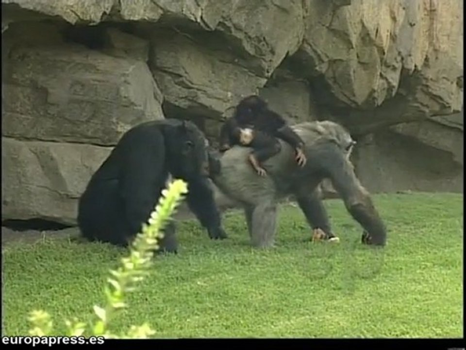 Un "día especial" para los chimpancés de Bioparc