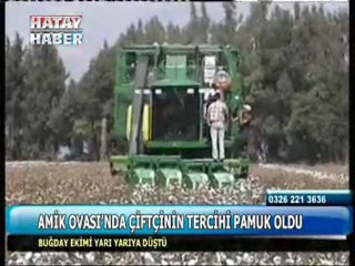 buğday ekimi düştü