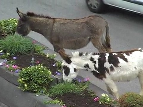 Nettoyage de printemps