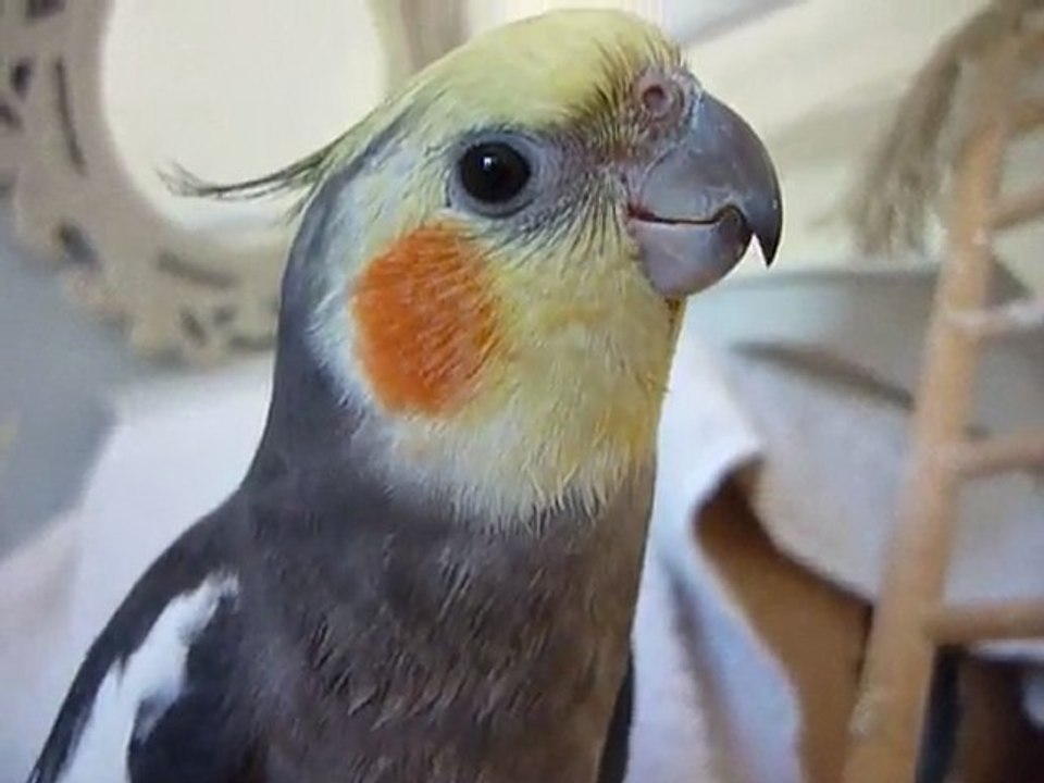 calopsitte ,gros plan sur un chanteur