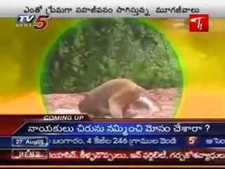 Dog and monkey best friends