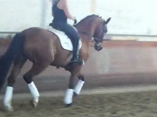 Zendor S - Zaika (par Ferro)