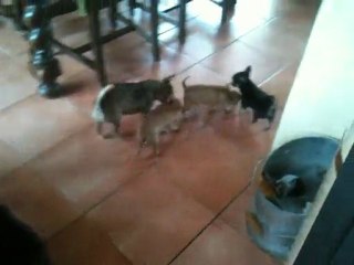VIDEO CHIOTS 07 06 11 001