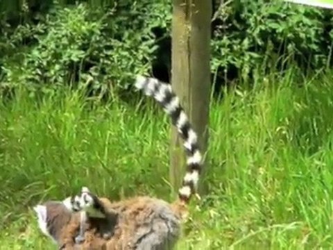 Découvrez le parc des félins à Nesles