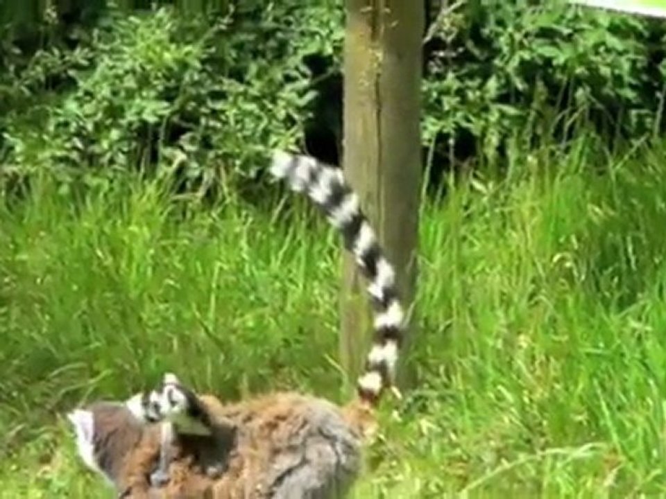 Découvrez le parc des félins à Nesles