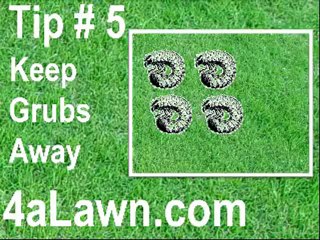 Lawn Care Tips 5 Easy Lawn Maintenance Tips