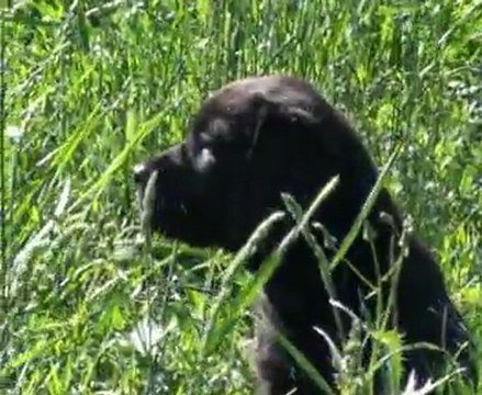 Portée 2011 : chiots labradors à 7 semaine de Caline du Temps Passé et Charm Bluveil Mr Darcy