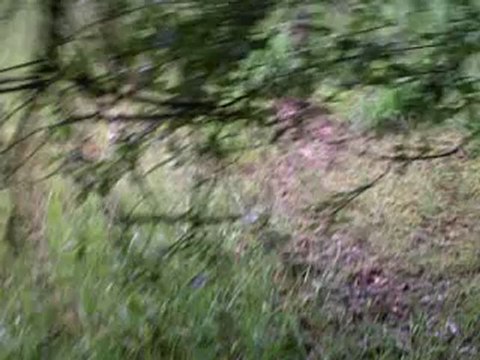 Deegan setter irlandais le 2011 06 07