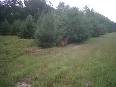 Deegan setter irlandais le 2011 06 07 la suite