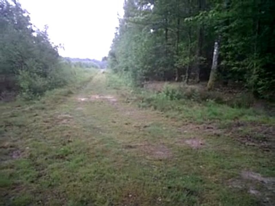 Deegan setter irlandais le 2011 06 07 la suite 1