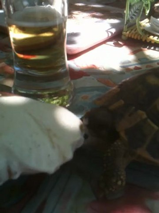 Une Tortue Qui Aime La Glace ! XD