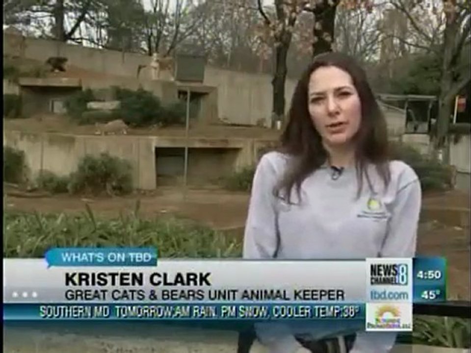 Behind the scenes with the National Zoo's lion cubs