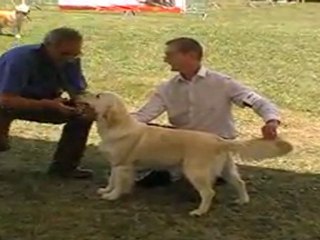 Expo canine Union 2011 - Celeste