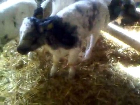 HAZER EMLAK TEL: 0546 851 6657 SATILIK BÜYÜKBAŞ HAYVAN ÇİFTLİGİ, BÜYÜKBAŞ HAYVAN BARINAKLARI