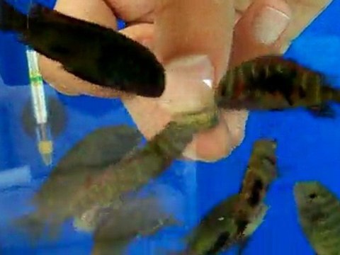 Tropheus Moori Kasanga ve İkola yavruları Elden yem yiyor