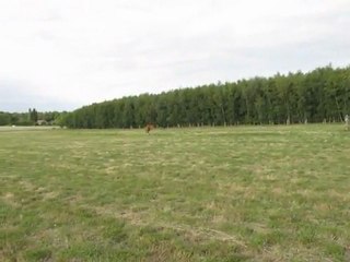 Le nouveau pré