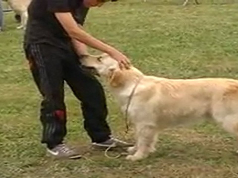 Expo canine Union 2011 - First et Funfinho