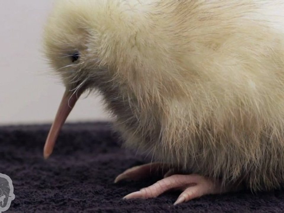 Kiwi bébé blanc