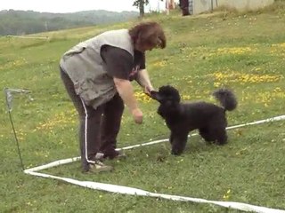 dandy entrainement cavage