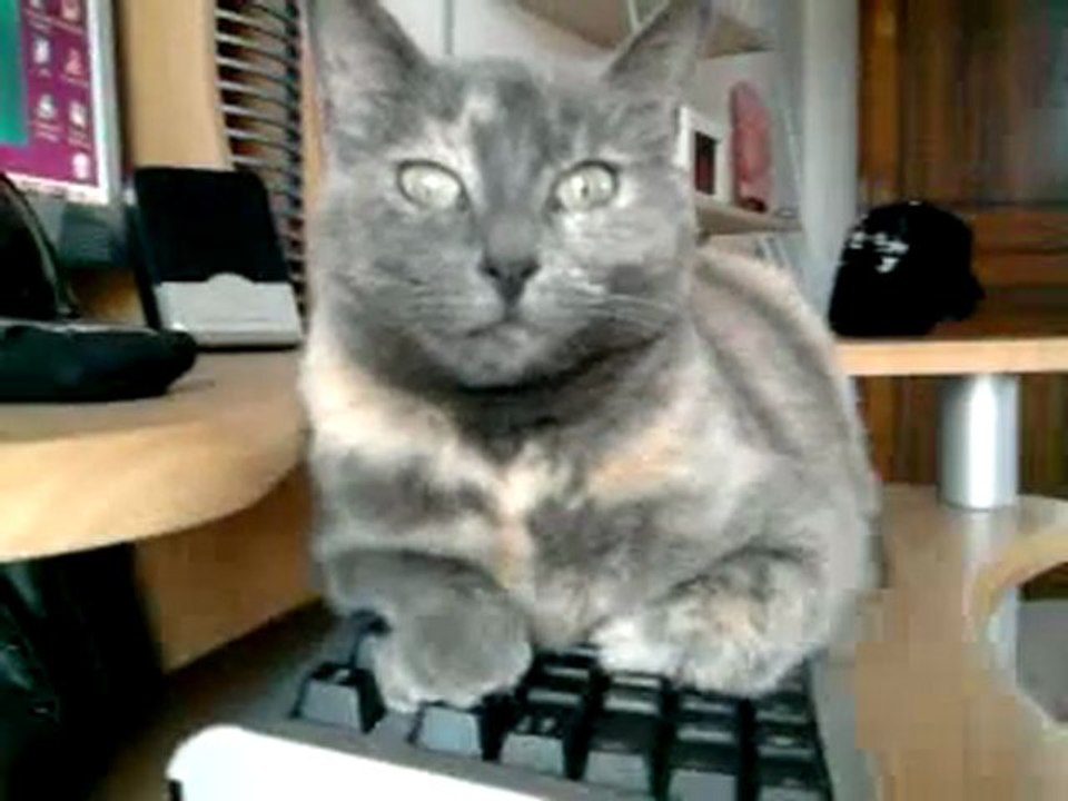 Chat sur clavier