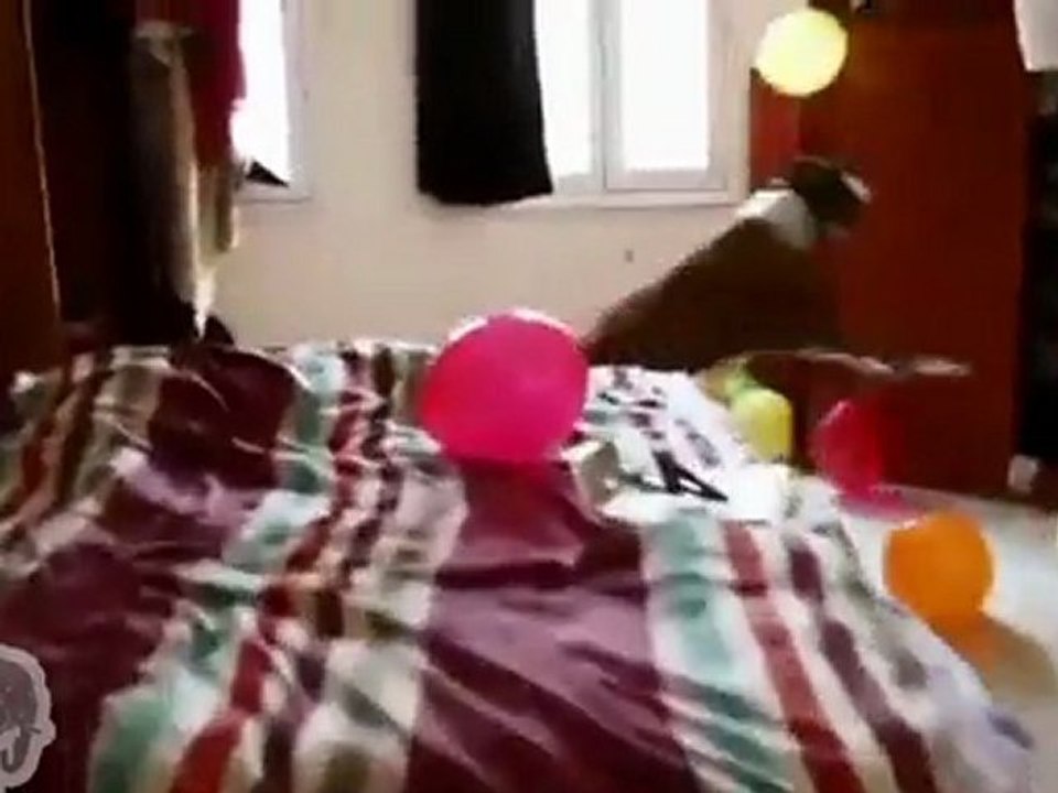 Un chien fête son anniversaire