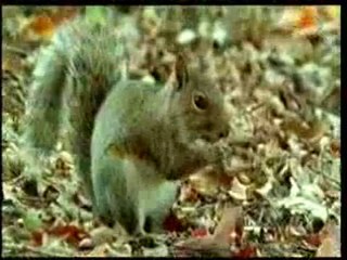 Evrim aldatmacasına karşı en etkili çözüm iman hakikatleridir