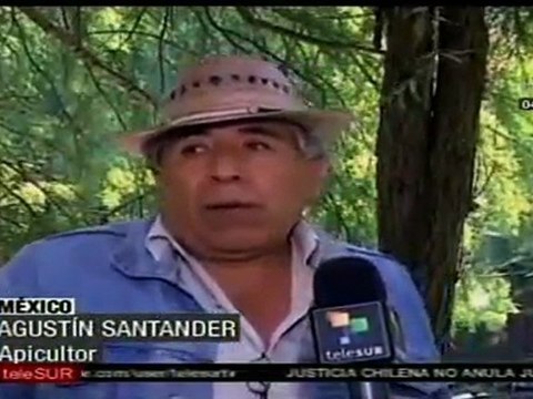 Crece la apicultura en México, pese a la falta de apoyo