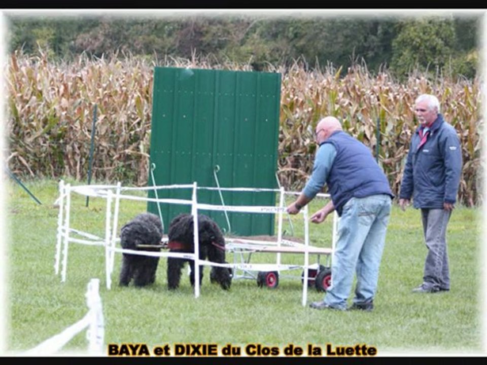 Bouvier des flandres et l'attelage démonstration et concours avec BAYA et DIXIE du Clos de la Luette