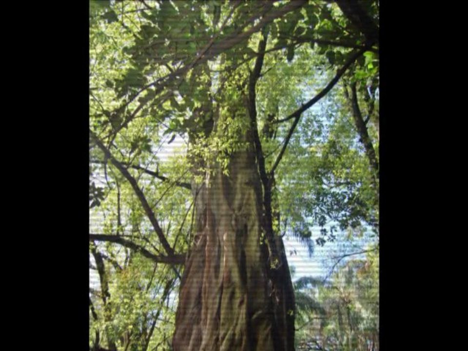 alger052011