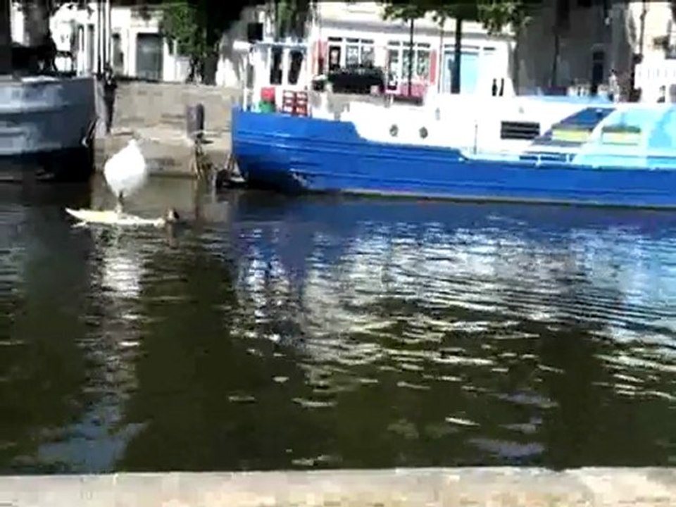A  FLEUR D'EAU, éclosion participative à Nantes/Erdre