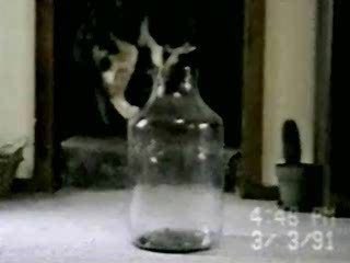 Chat-contorsionniste-bouteille