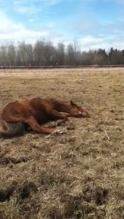 spencer qui se roule x)