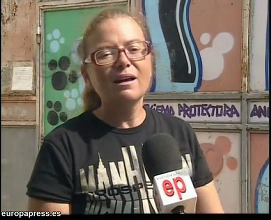 25 perros y 3 gatos buscan familia