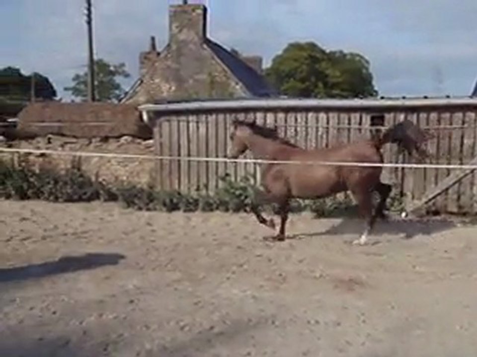 Ecuries du Nevez Ulysse