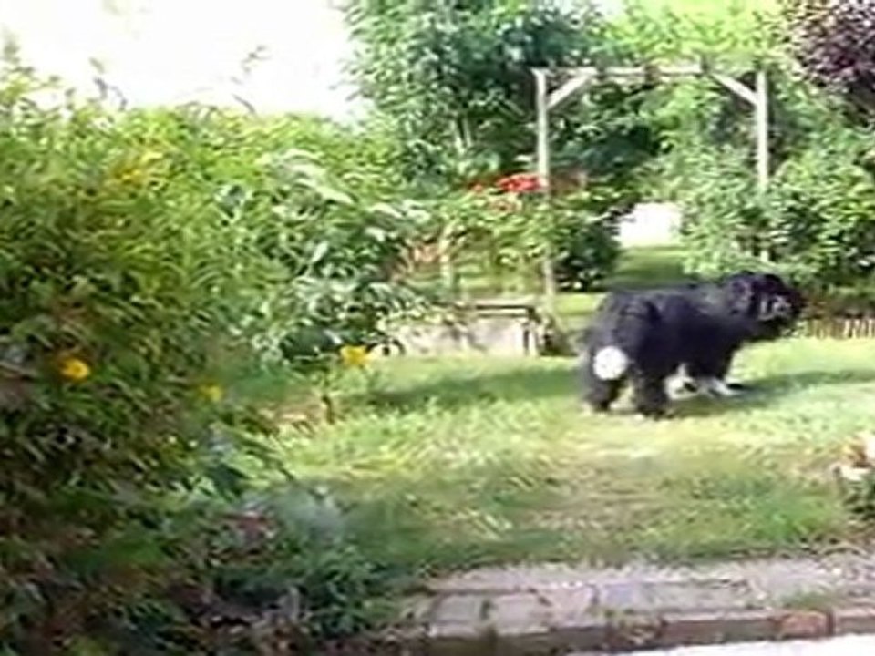César et ses bestioles