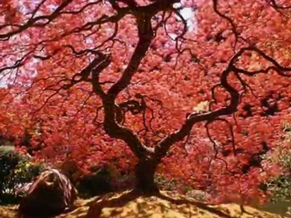 Musa Eroğlu - Aşkın Kabesi