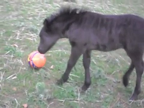 Pouliche BLUE NIGHT 07/06/2011 1. SDC10552