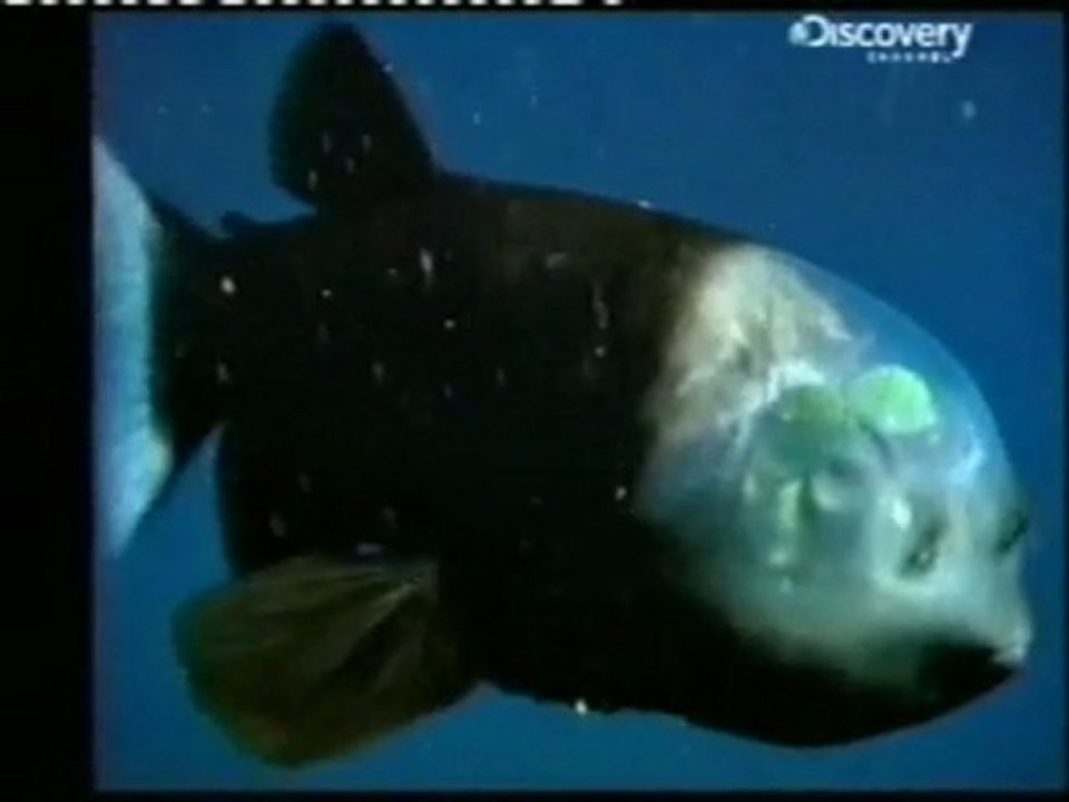 El pez de cabeza transparente: Macropinna microstoma