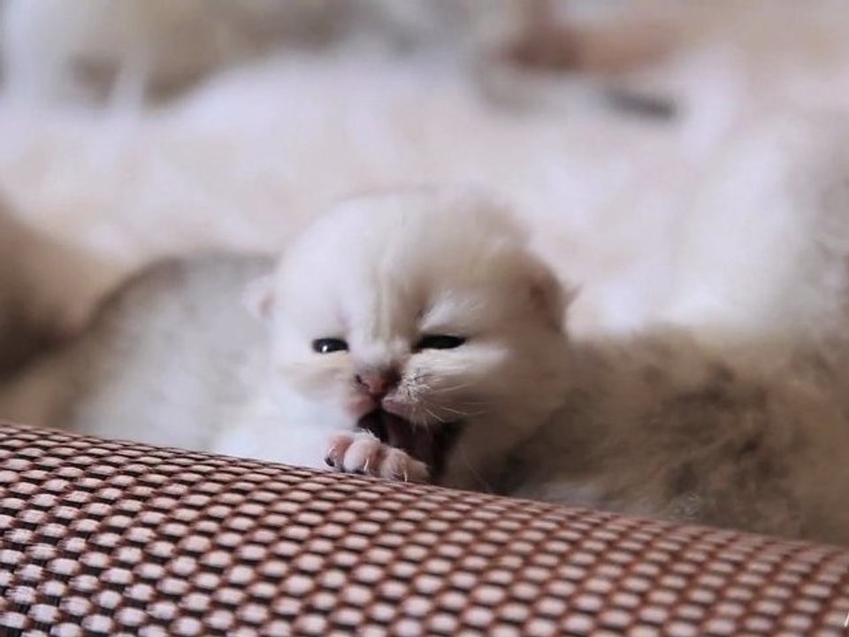 Meow