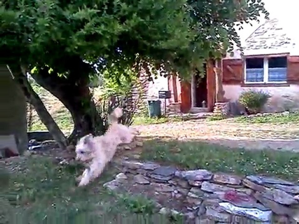Akita jeux 2